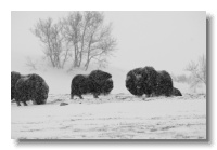 Musk Ox_ANL_6526